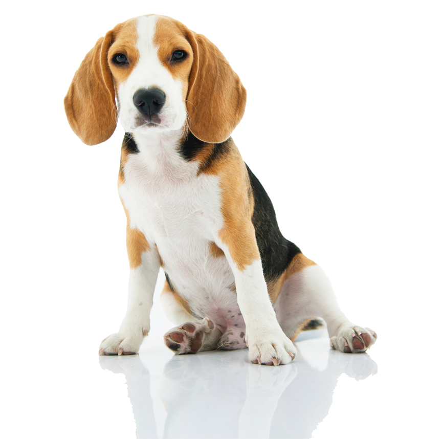 Treatment for Soft Tissue Injuries in dogs