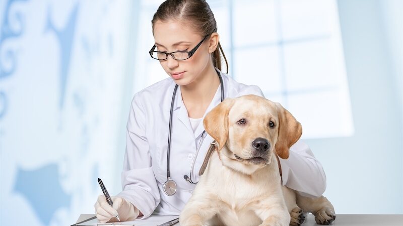 Austin pet injury recovery with stem cells and PRP