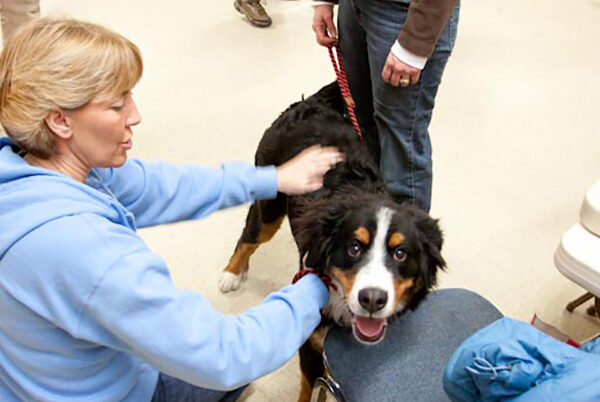 Austin prep therapy for pets,