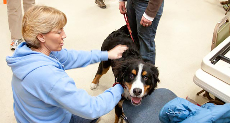 Austin prep therapy for pets,